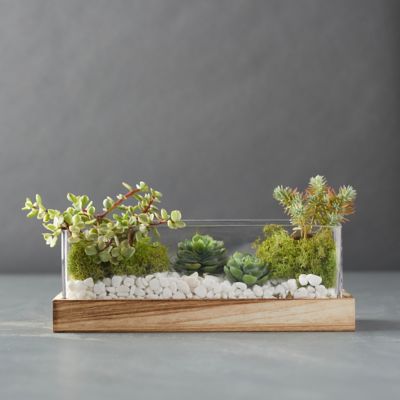 Glass Terrariums + Terrarium Supplies - Terrain