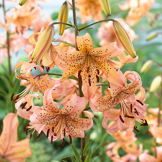 View larger image of Lily 'Pink Giant' Bulbs