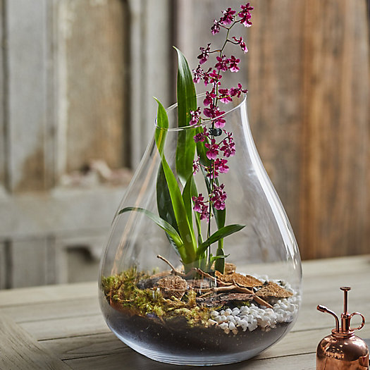 View larger image of Angled Teardrop Terrarium