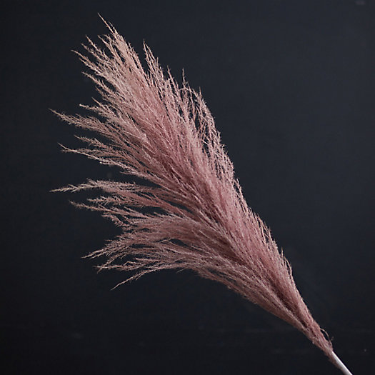 View larger image of Preserved Cortaderia Stem