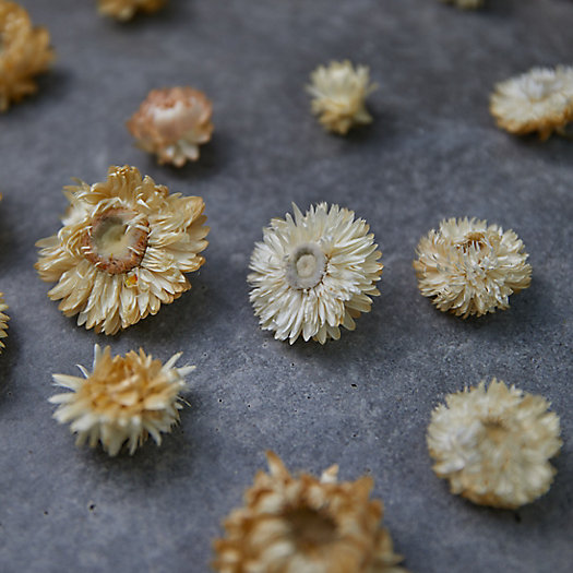 View larger image of Preserved Strawflower Scatter