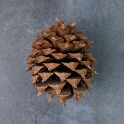 Preserved Coulter Pine Cone