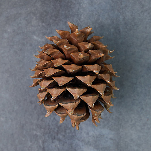 View larger image of Preserved Coulter Pine Cone
