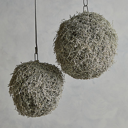 View larger image of Preserved Asparagus Sphere