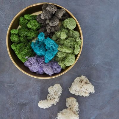 Green Reindeer Moss Bagged 2.0 Oz – The Painted Nest & Co