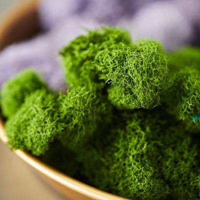 Preserved Reindeer Moss Box - Terrain