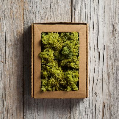 Preserved Reindeer Moss Box - Terrain