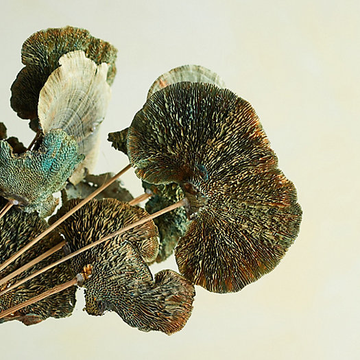 View larger image of Preserved Sponge Mushroom Stem Bunch