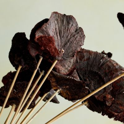 Dried + Preserved Bunches  Decorative Flowers, Foliage + Stems - Terrain