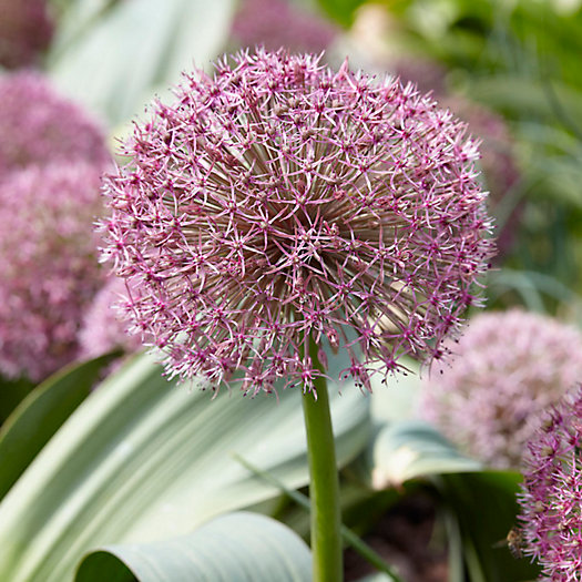 View larger image of Allium Red Giant Star Bulbs