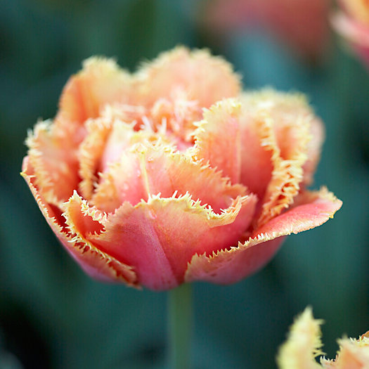 View larger image of Tulip 'Sensual Touch' Bulbs
