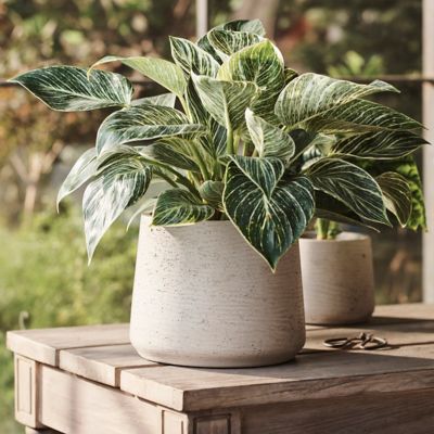 Fiber Cement Drop Planter, 8"