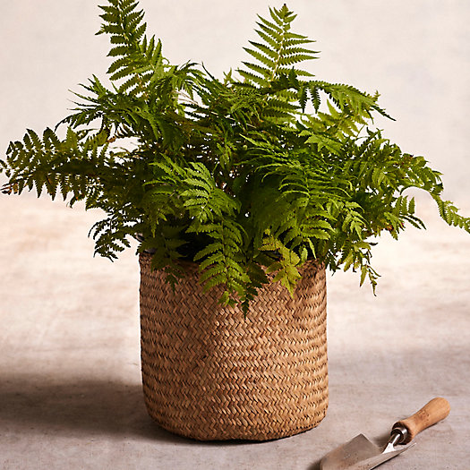View larger image of Woven Seagrass U Planter, 10"
