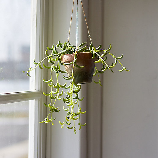 View larger image of Faux Succulent in Hanging Pot