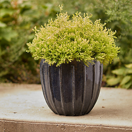 View larger image of Linear Ceramic Egg Planter