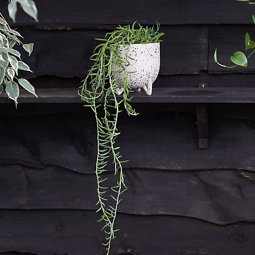View larger image of String of Fish Hooks Plant, Ceramic Pot