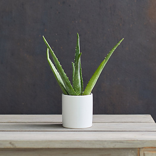 View larger image of Aloe Plant, White Ceramic Pot