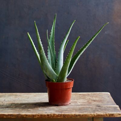 Aloe Plant, 9" diameter