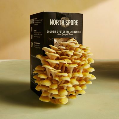 Mushroom Grow Kit, Golden Oyster