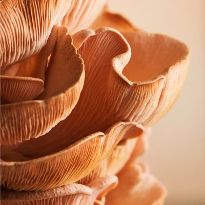 Mushroom Grow Kit, Pink Oyster