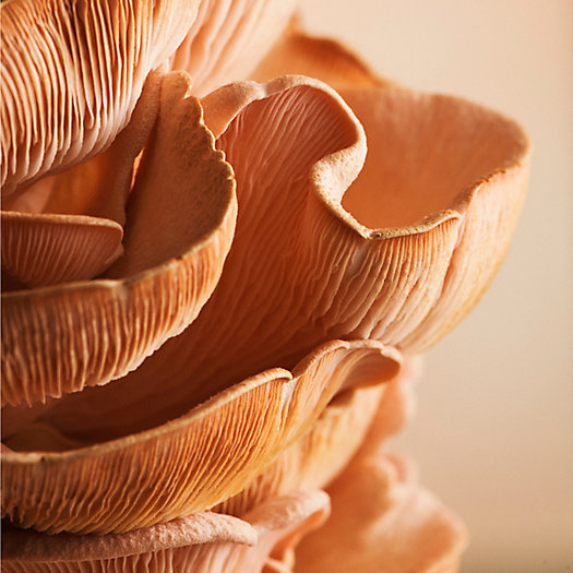 View larger image of Mushroom Grow Kit, Pink Oyster