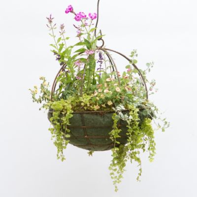 Sphere Hanging Basket, 20" Terrain