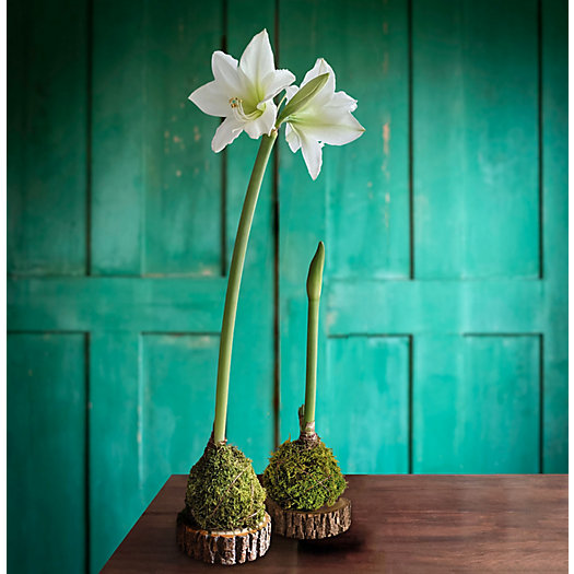 View larger image of Moss Wrapped Amaryllis Bulb with Stand, White