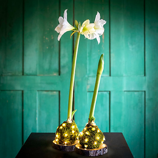 View larger image of Moss Wrapped Amaryllis Bulb with Stand and Lights