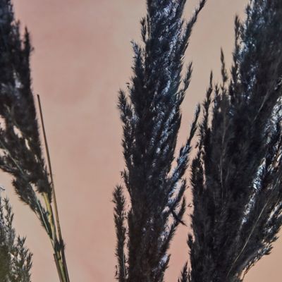 Black Pampas Grass Stem by Ashland®