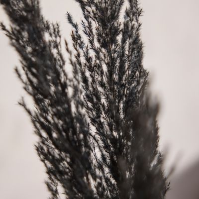 Preserved Pampas Grass, Black by Terrain at Anthropologie