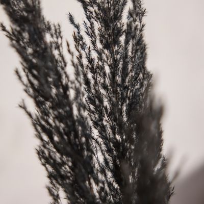 Preserved Pampas Grass, Black - Terrain