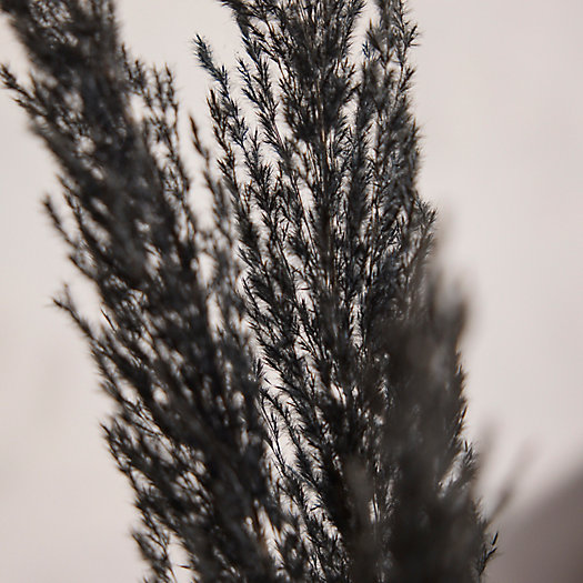 View larger image of Preserved Pampas Grass, Black