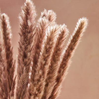 Natural Dried Flowers & Preserved Grasses at