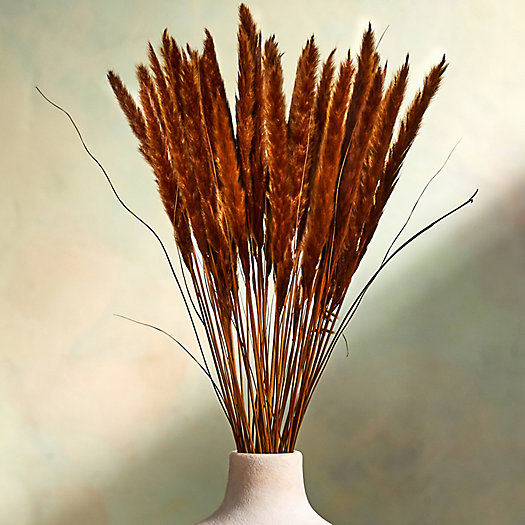 View larger image of Preserved Fluffy Pampas Grass Bunch
