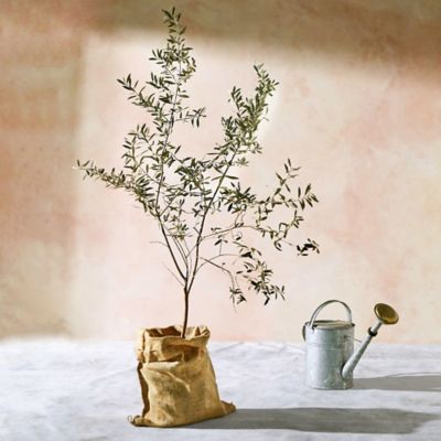 real olive tree branch