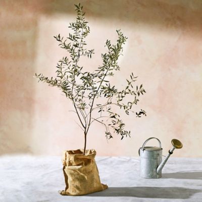 Arbequina Olive Tree, 5 Feet