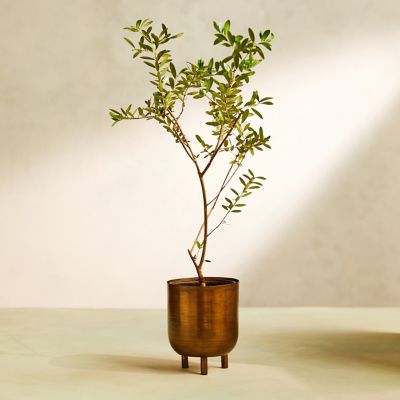 Arbequina Olive Tree, Metal Pot