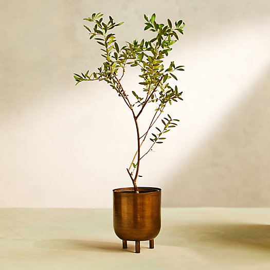 View larger image of Arbequina Olive Tree, Metal Pot