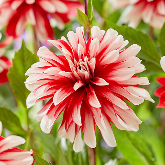 View larger image of Dahlia Catching Fire Bulbs