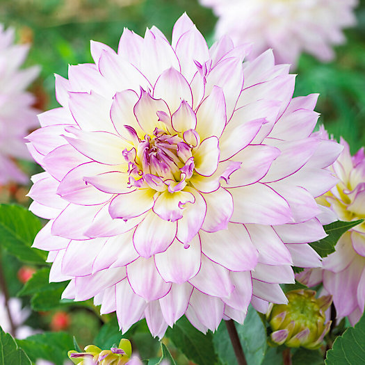 View larger image of Dahlia Crazy Love Bulbs