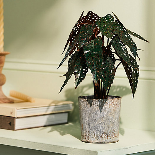 View larger image of Potted Iron Houseplant