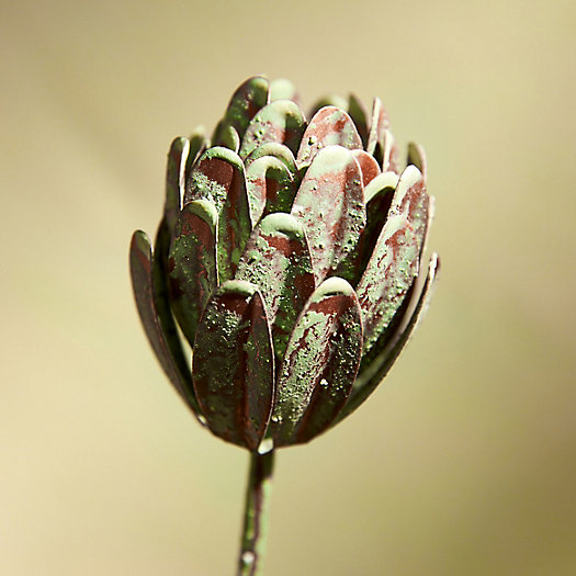 View larger image of Protea Iron Stem