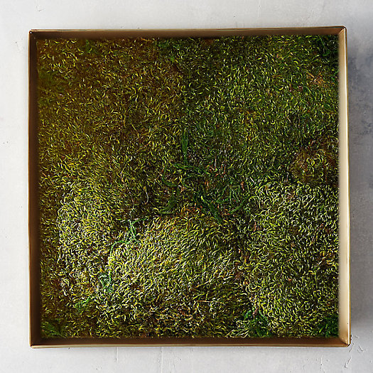 View larger image of Moss and Dried Plant Wall Art Workshop