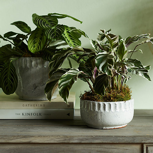 View larger image of Carved Edge Ceramic Planter