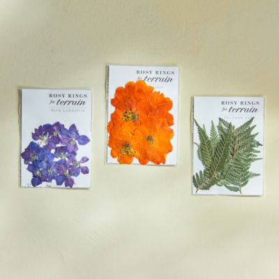 Rosy Rings Pressed Botanicals Packet, Cosmos, Feather Ferns + Blue Larkspur