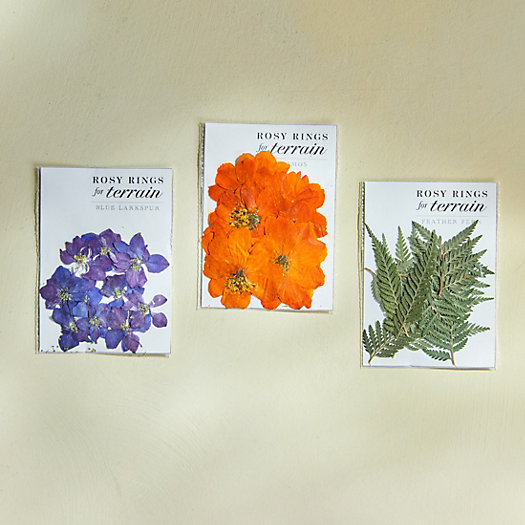 View larger image of Rosy Rings Pressed Botanicals Packet, Cosmos, Feather Ferns + Blue Larkspur