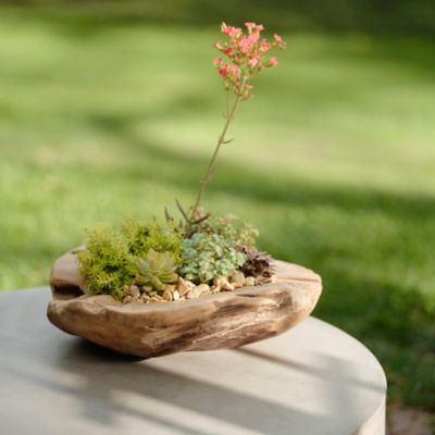 Teak and Moss Centerpiece