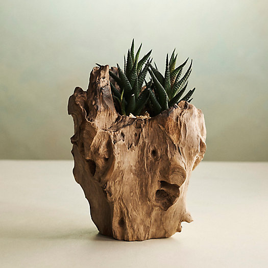 View larger image of Teak Root Form Planter, 6"
