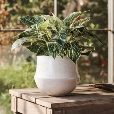 Bell Planter