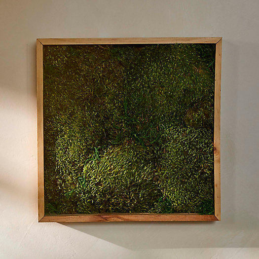 View larger image of Mood Moss in Frame